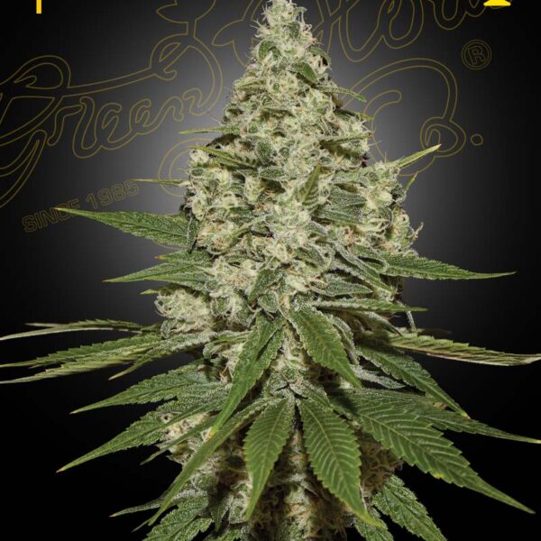Super Lemon Haze - Green House