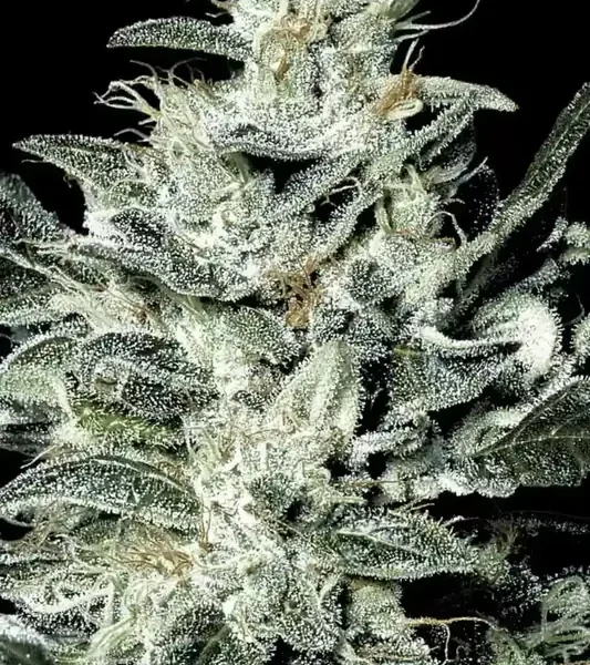 Sensi Star - Paradise Seeds