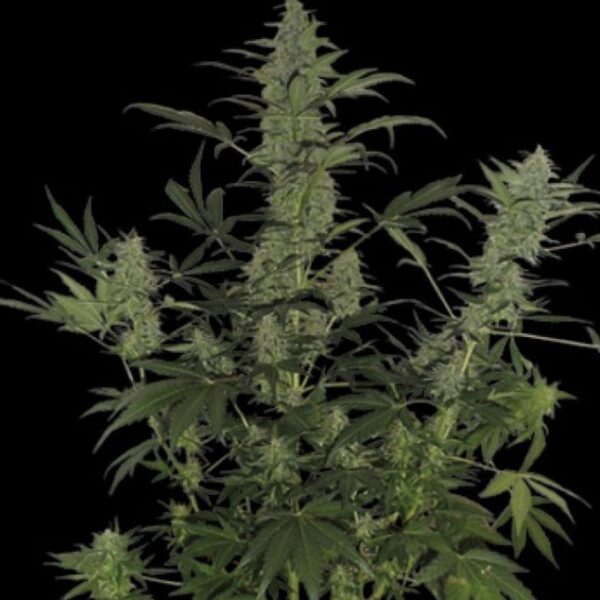 60 Day Lemon Auto - DNA Genetics