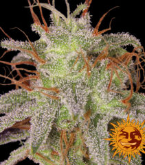 andinotech-marihuana-amnesia-lemon