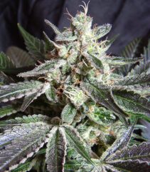 andinotech-marihuana-black-jack