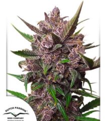 andinotech-marihuana-blackberry-kush-auto