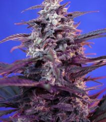 Bloody Skunk