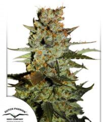 andinotech-marihuana-blueberry