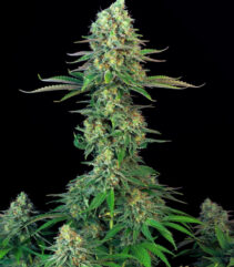 andinotech-marihuana-bubblegum-t-h-seeds