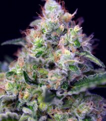 andinotech-marihuana-cream-caramel