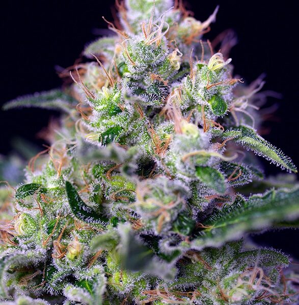andinotech-marihuana-cream-caramel