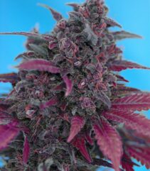 andinotech-marihuana-dark-devil-auto-sweet-seeds