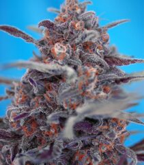 Devil Cream Auto