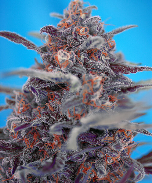Devil Cream Auto