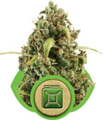 Diesel Auto