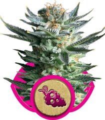 andinotech-marihuana-fruit-spirit-royal-queen-seeds