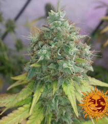 andinotech-marihuana-g13-haze