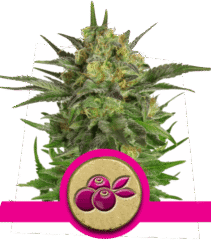 Haze Berry