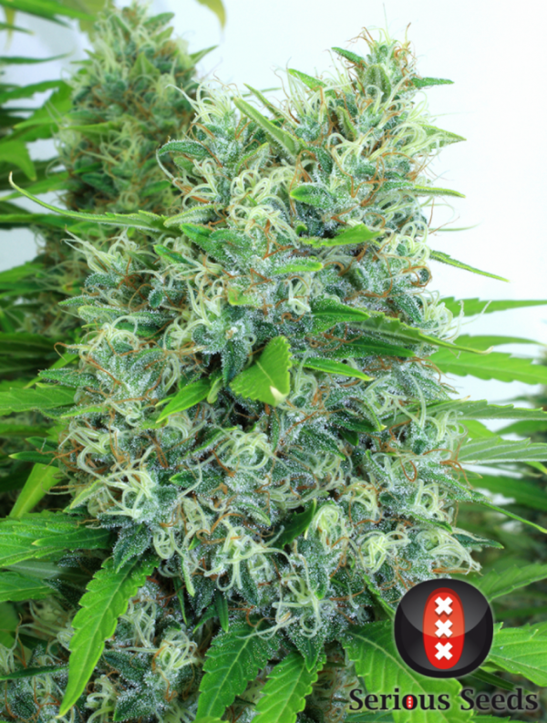 andinotech-marihuana-kali-mist-serious-seeds