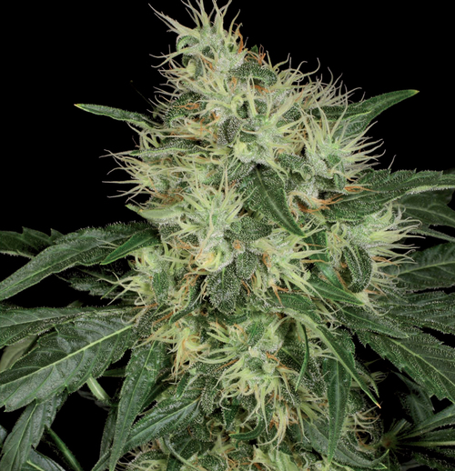 andinotech-marihuana-lambo-t-h-seeds