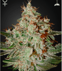 Lemon Skunk