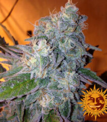 andinotech-marihuana-liberty-haze