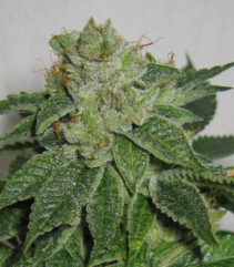 andinotech-marihuana-mk-ultra-th-seeds