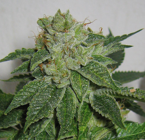 andinotech-marihuana-mk-ultra-th-seeds