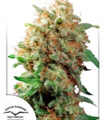 andinotech-marihuana-mazar-dutch-passion