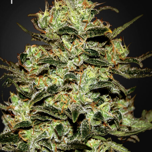 Moby Dick - Green House