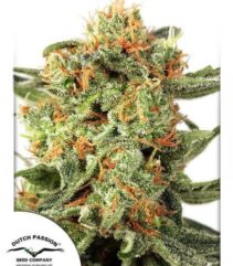 andinotech-marihuana-orange-hill-special