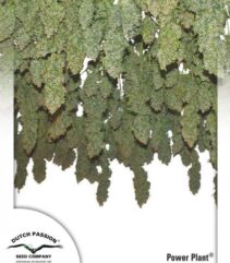 andinotech-marihuana-power-plant