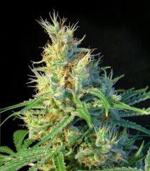 andinotech-marihuana-piscodelicia-sweet-seeds