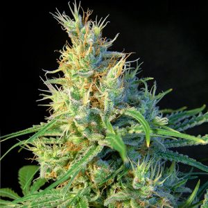 andinotech-marihuana-piscodelicia-sweet-seeds