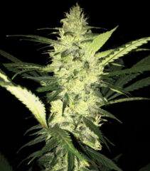 andinotech-marihuana-sage-th-seeds