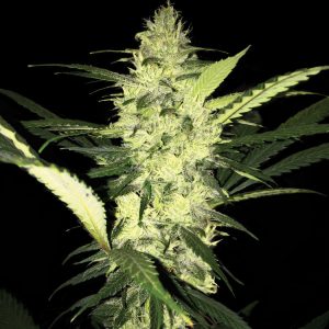 andinotech-marihuana-sage-th-seeds