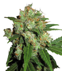 Sensi Skunk