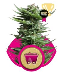 Shining Silver Haze