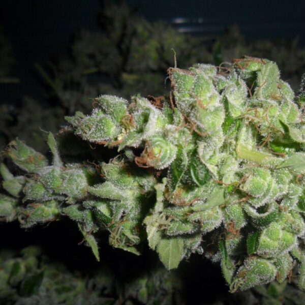 Sour Tangie - DNA Genetics Seeds