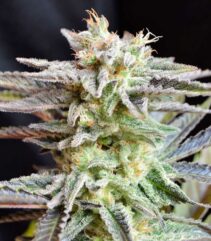 Sugar Black Rose