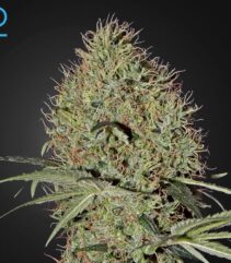 Super Bud