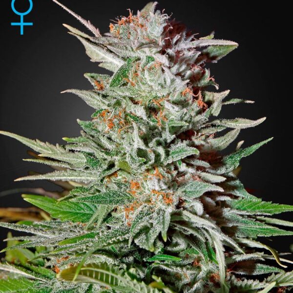 andinotech-marihuana-super-lemon-haze-auto