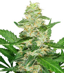 Super Skunk