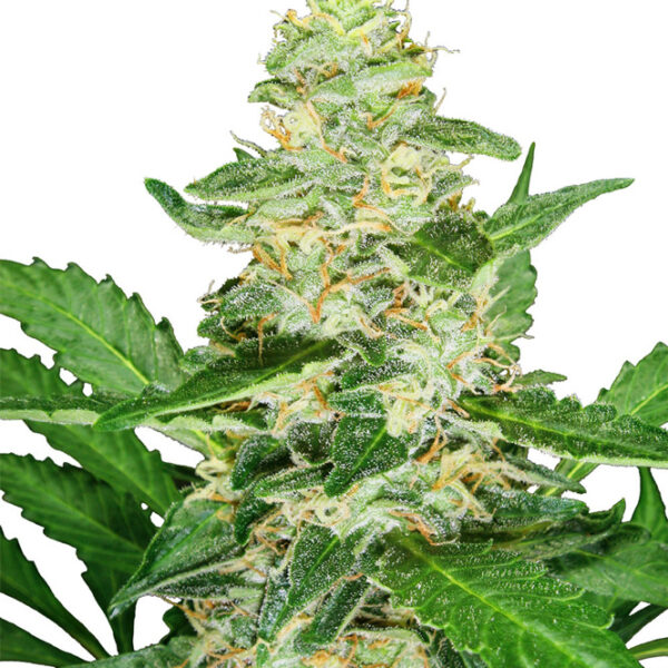 Super Skunk