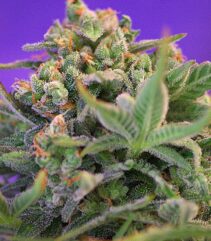andinotech-marihuana-sweet-cheese-sweet-seeds