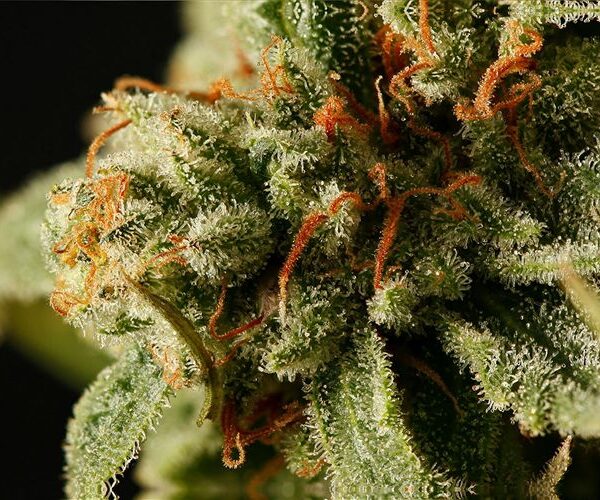 Sweet Deep Grapefruit - Dinafem Seeds