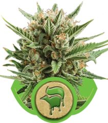 Sweet Skunk Auto