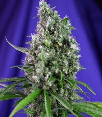 Sweet Trainwreck