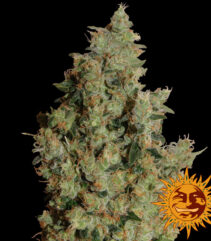 andinotech-marihuana-tangerine-dream