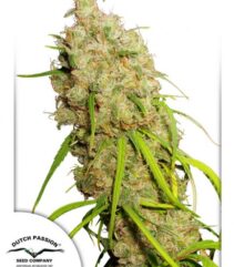 andinotech-marihuana-desfran-dutch-passion