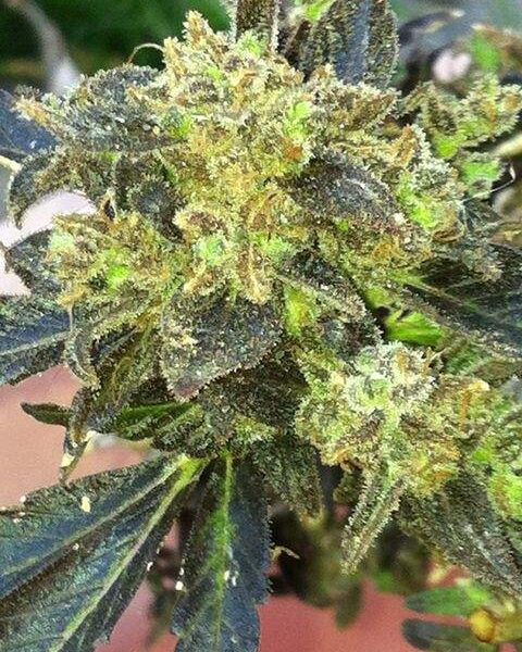andinotech-marihuana-boss-hogg-the-cali-connection