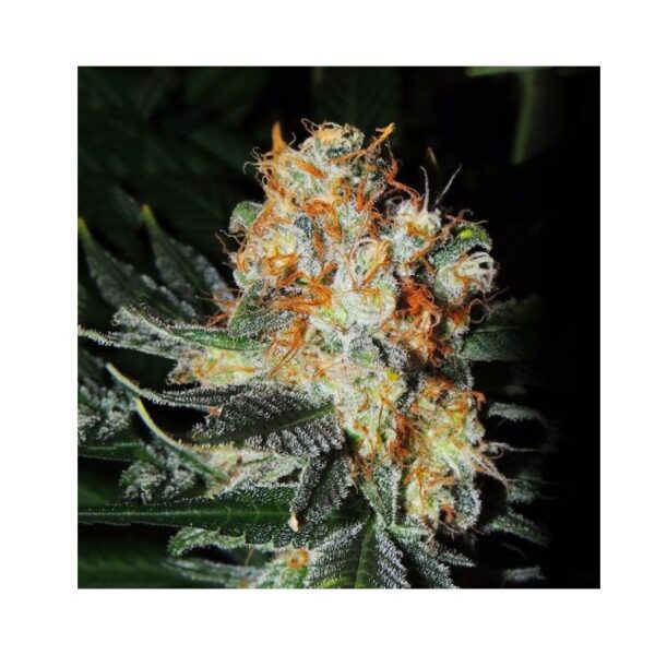 Jaffa Cake - Cali Kush Farms