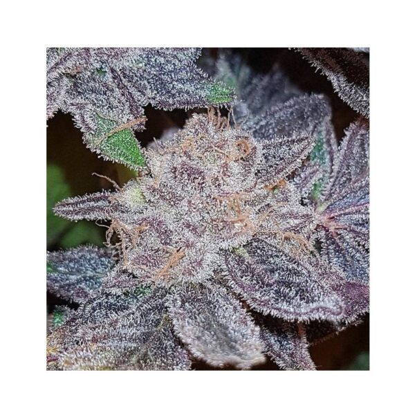 Strawberry & Mango - Connoisseur genetics