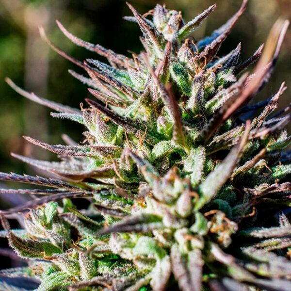 Passion 1 - Dutch Passion Seeds